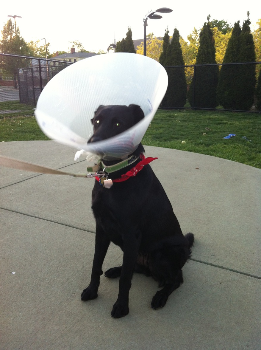 The cone of shame.